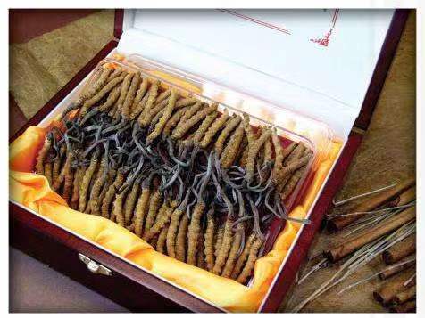 哈巴河冬虫夏草回收